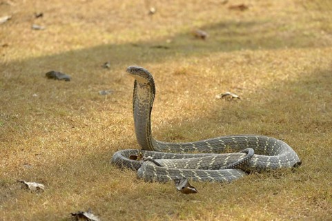 King Cobra