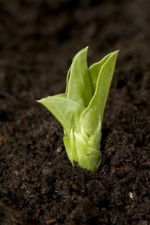 Broad bean