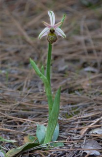 Elagant Orchid