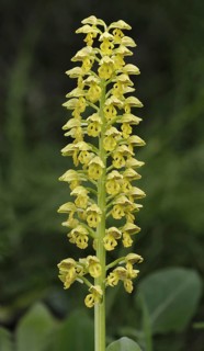 Small Dotted Orchid