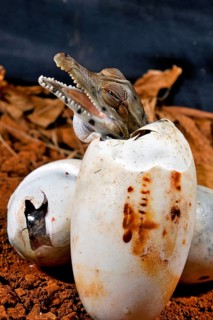 West African slender-snouted crocodile