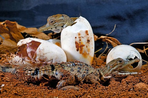 West African slender-snouted crocodiles