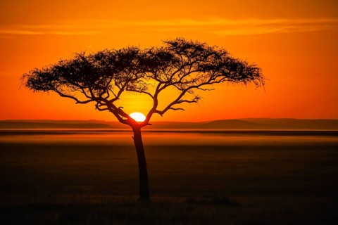 Silhouette of umbrella thorn acacia