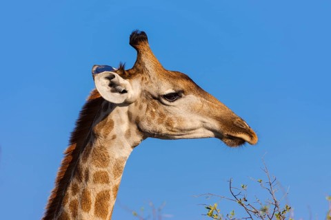 Southern giraffe