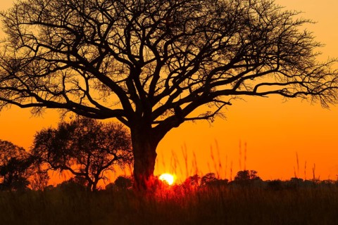 Silhouette of umbrella thorn acacia