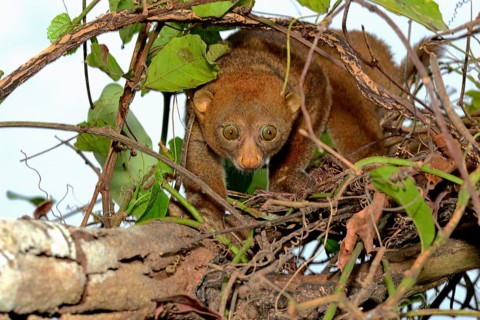 Bosman's potto