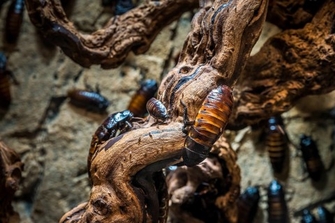 Cockroach