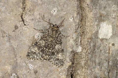 Poplar Grey Moth