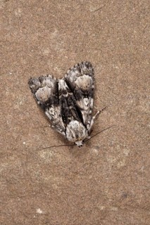 Alder Moth