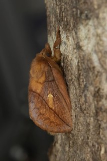 Drinker Moth