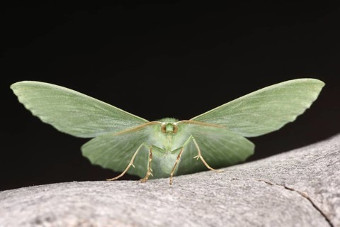Large Emerald Moth
