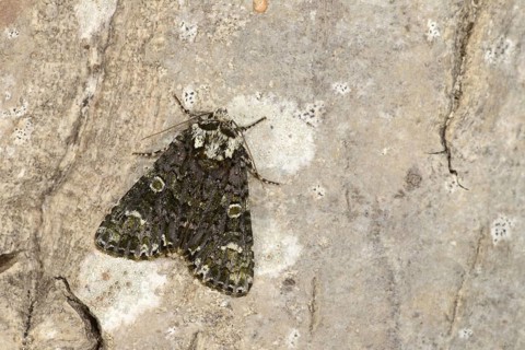 Coronet Moth