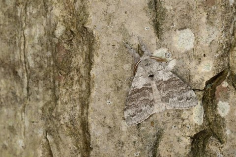 Pale Tussock