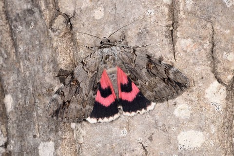 Rosy Underwing Moth