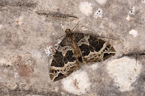 Small Phoenix Moth