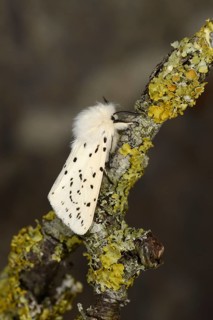 White Ermine Moth