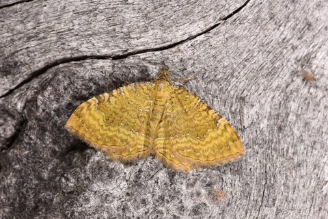 Yellow Shell Moth
