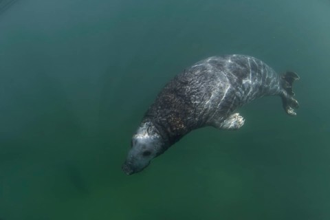 Grey Seal