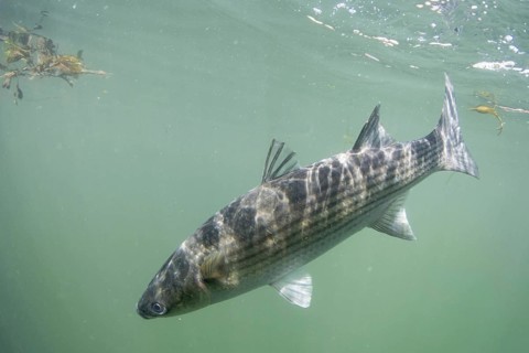 Thick Lipped Mullet