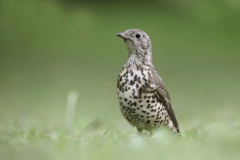 Mistle Thrush