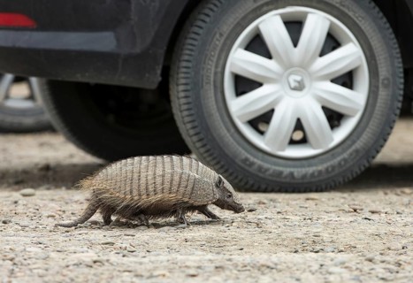 Big Hairy Armadillo