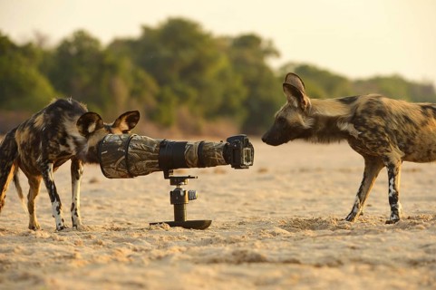 African Wild Dogs