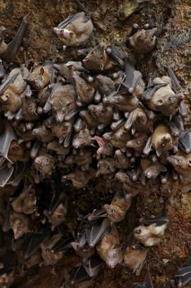 Cave Nectar Bat