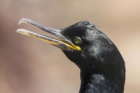 European Shag