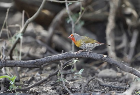 Green-winged Pytilia