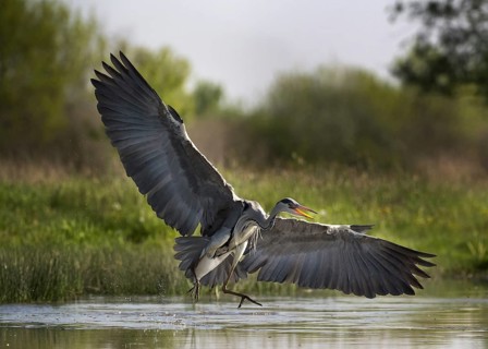 Grey Heron