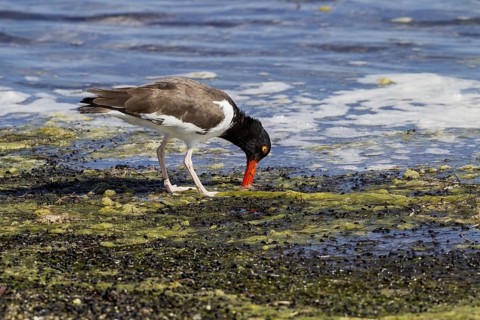 American Oystercatcher