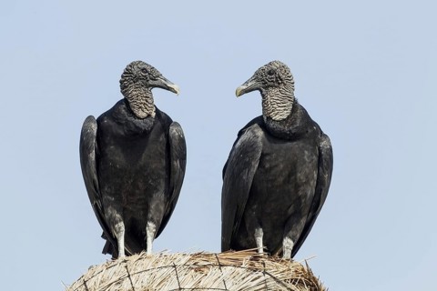 American Black Vultures