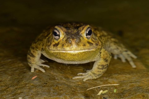 Eastern Olive Toad