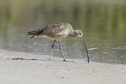 Long-billed Curlew
