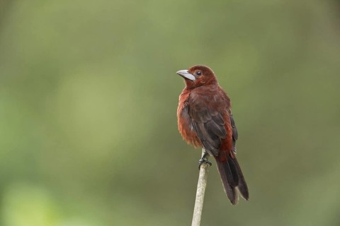Silver-beaked Tanager