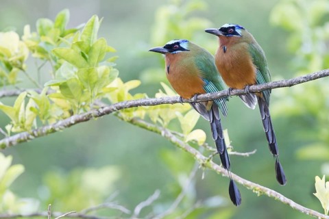 Trinidad Motmot