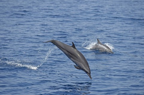 Spinner Dolphins