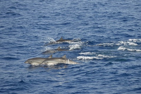 Fraser's Dolphins