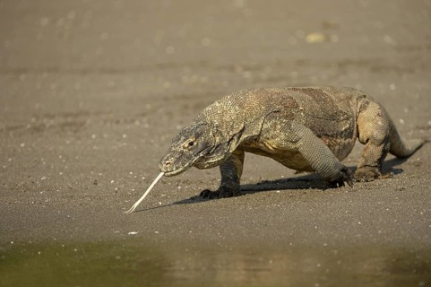 Komodo Dragon