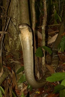 King Cobra