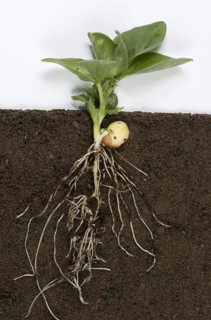 Young broad bean plant