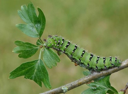 Emperor Moth
