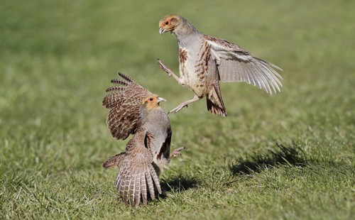 Grey Partridge