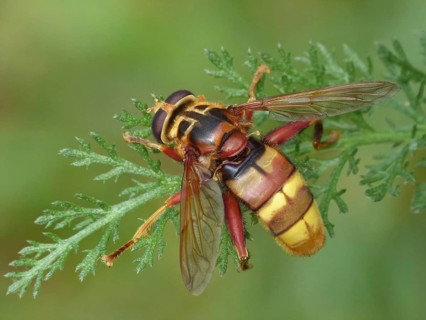 Hornet Hoverfly