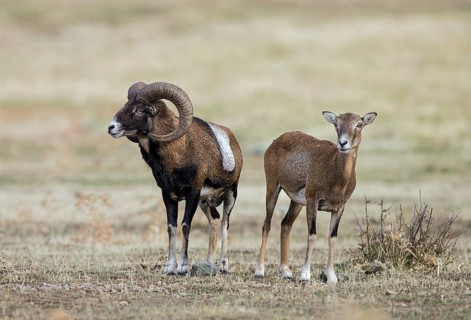 Mouflon