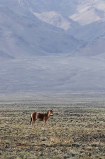 Asiatic Wild Ass