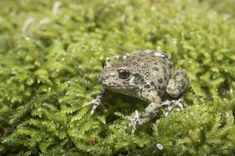 Midwife Toad