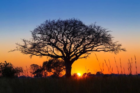 Silhouette of umbrella thorn acacia