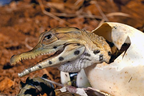 West African slender-snouted crocodile