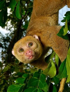 Bosman's potto
